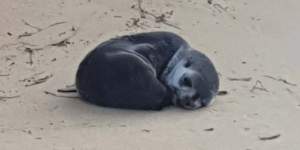 Hunt for attacker after baby seal injured on Victorian beach dies