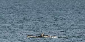 Frolicking dolphins a reminder to make the most of life’s wondrous moments