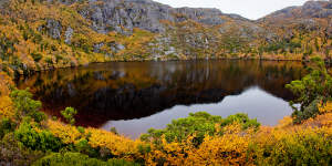 The ancient native plant Nothofagus gunnii in autumn at Cradle Mountain-Lake St Clair National Park,Tasmania. 