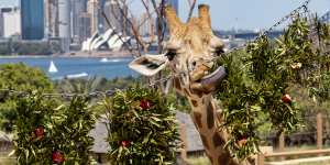 An enclosure with a view at Taronga Zoo,a perfect place to bring visitors.