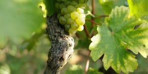 French kiss:Three chenin blancs from France's Vouvray region to try