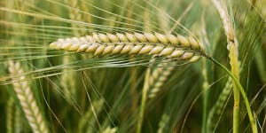 Australian barley producers have been given 10 days to fight proposals by China to impose tariffs worth 80 per cent on barley imports. 