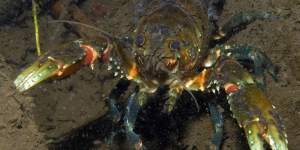 Sixteen species of freshwater crayfish have been added to the threatened species list. 