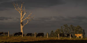 Drought-affected country near Grafton in NSW.