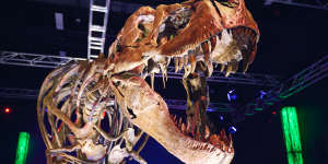 Got the holiday blues? See T-Rex bones,cuddle a cat or smash stuff