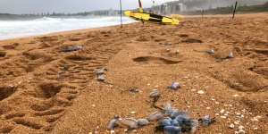 Bluebottles have invaded the NSW coast. 