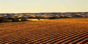 McLaren Vale,south of Adelaide,is one of Australia’s foremost wine regions.