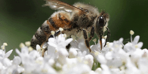 Insect apocalypse:Call to restrict pesticide ‘more toxic than DDT’