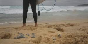 A surfer stands among stranded bluebottles at Maroubra.