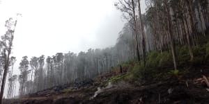 ‘Not a great legacy’:Troubled state-owned VicForests to close within months