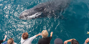 People waving at humpback whale,Hervey Bay.