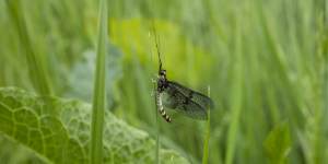 Mayflies are disappearing from US and Australian streams.