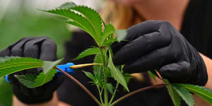 Cultivating small amounts of cannabis became legal in the ACT in 2020.