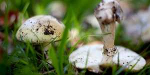 Death cap mushrooms are often found near oak trees in the wild. One of these ingested can be deadly.
