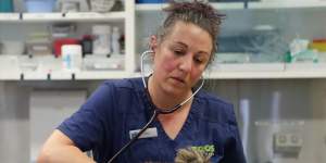 Vets are essential in dealing with the aftermath of natural disasters such as bushfires.