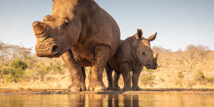 Endangered rhinos are the “elephant in the room”.