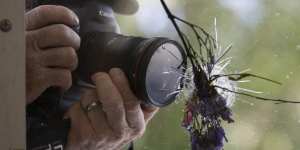 A man photographs a flower-filled bullet hole in the windows of the IV Deli in Isla Vista,California.