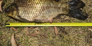 A feral fish caught in Blue Lake Park in Joondalup could be the world’s longest specimen ever captured.
