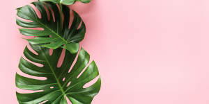 If your monstera is looking limp inside,it’s a good time to get a new one.