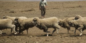 Dry and hot times:Sheep farmer Andrew Rolfe inspects his flock on his property near Cooma in southern NSW.