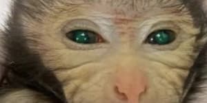 A monkey has been born with fluorescent eyes and fingers in a world first. Here’s why