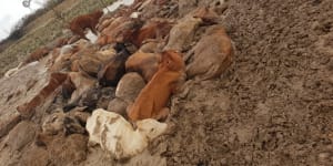 'Horses wrapped around trees':Flood-ravaged farmers plead for help