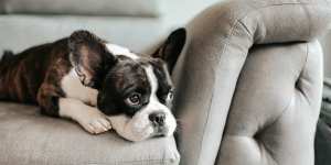 70 per cent of dogs display signs of anxiety.