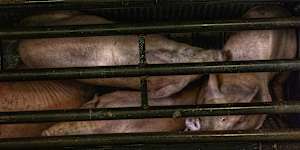 Pigs photographed by an investigator hidden inside the top of the chamber during a gassing operation.
