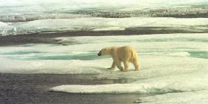 A polar bear on the Arctic sea ice off Alaska. The Western Arctic is one of the fastest warming regions in the world.