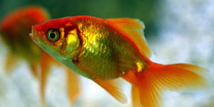 Goldfish,just like humans,die.