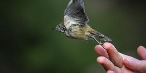 The King Island thornbill:can we bring it back from the brink?
