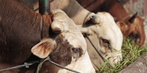 Indonesia has been grappling with a foot and mouth disease outbreak,with the disease also detected on the holiday island of Bali.