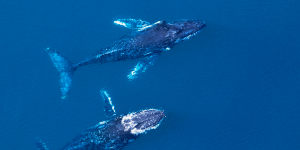Whales have always been a favoured reason to visit the area in winter and spring.