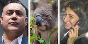 Caught in the middle:Koalas almost blew up relations between John Barilaro and Gladys Berejiklian twice in a matter of months.