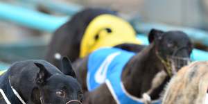 New Zealand is banning greyhound racing from mid-2026.