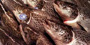 Global demand for Atlantic salmon is growing.