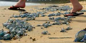 More than 40,000 bluebottle stings are reported each year.