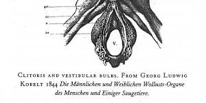 Helen O’Connell’s work built on the groundbreaking 1840s anatomy and “really beautiful” drawings of Georg Kobelt. 