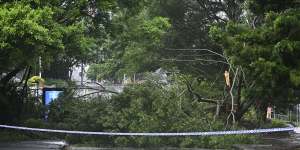 A large tree blocks a road in Brisbane’s CBD after strong winds and heavy rains from ex-tropical cyclone Alfred on Sunday. 