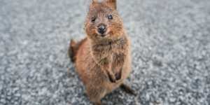 Quokkas'natural facial expression giving the impression of a smile has seen them dubbed'the happiest animals on Earth'.