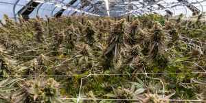 Cannabis Inc:Australia’s booming medicinal weed industry