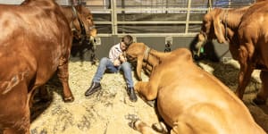 ‘A month’s worth of rain’:Downpour sees Ekka events postponed