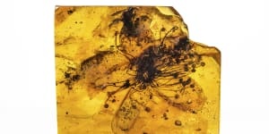 A 33-million-year-old flower is no longer trapped in a mistaken identity