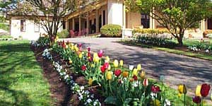 Spring to life ... Peppers Manor House's gardens.