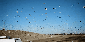 Seagull infestation at the Ravenhall landfill.