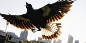 ‘Stealth bombers’:Why swooping season is getting worse