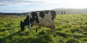 Gas made from cow manure could be new front in energy fight