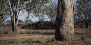 New analysis shows the Commonwealth spent millions on carbon credits to stop land clearing of trees which were unlikely to be cut down. 