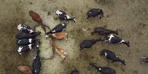 Livestock are a major source of Australia’s methane emissions.