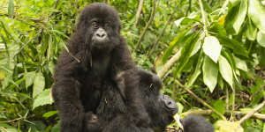 Access to mountain gorillas involves challenging climbs through tropical rainforest,escorted by guides carrying machetes,first-aid kits and rifles.